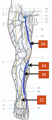 système lymphatique membre inférieur - circulation sanguine et lymphatique schéma