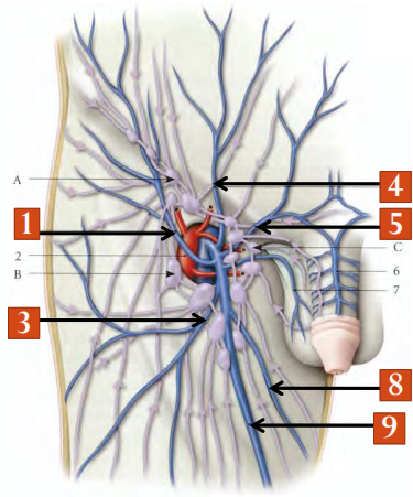 anatomie Les veines affluentes