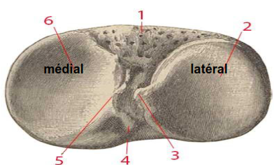 les condyles tibiaux medial lateral