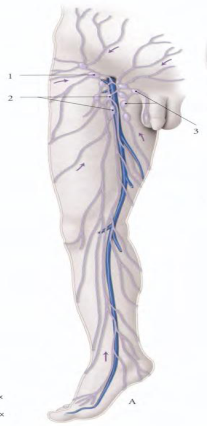 les vaisseaux lymphatiques gluteaux superficiels