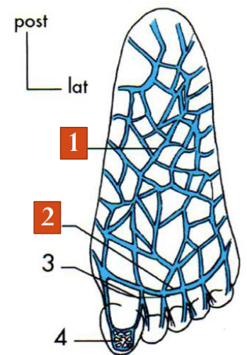 Les veines plantaires(semelle plantaire de Léjars )