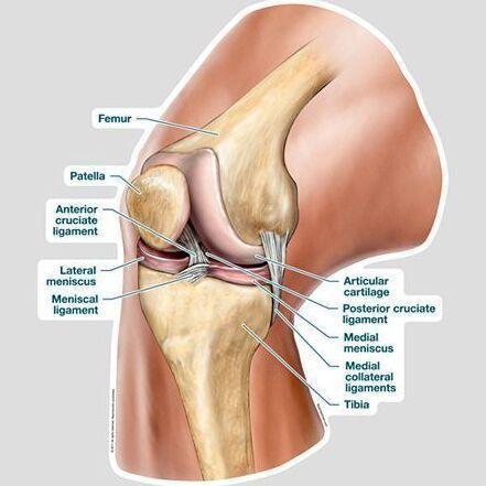 Anatomie Du Genou cours medecine 1ere annee