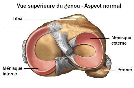 Ménisque latéral-anatomie du genou