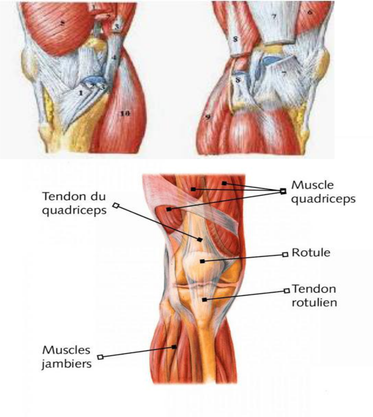 Les muscles péri-articulaire