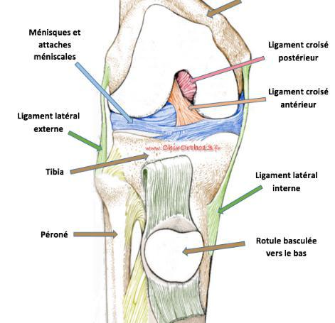 Ménisque médial et ligament