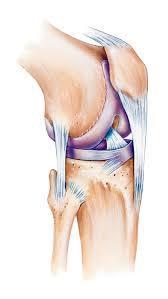 Ligament latéral