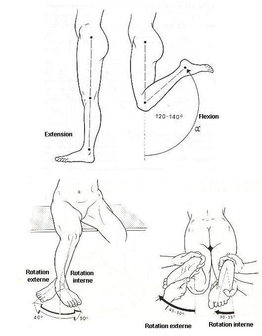 Anatomie fonctionnelle