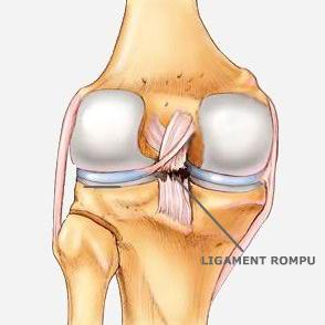 Anatomie clinique 2