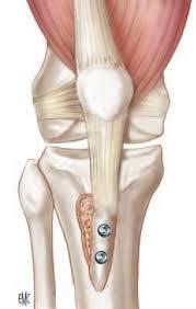 Anatomie clinique 3