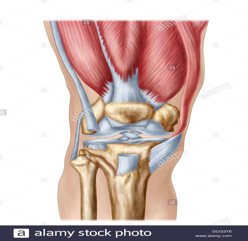 Introduction Anatomie Du Genou