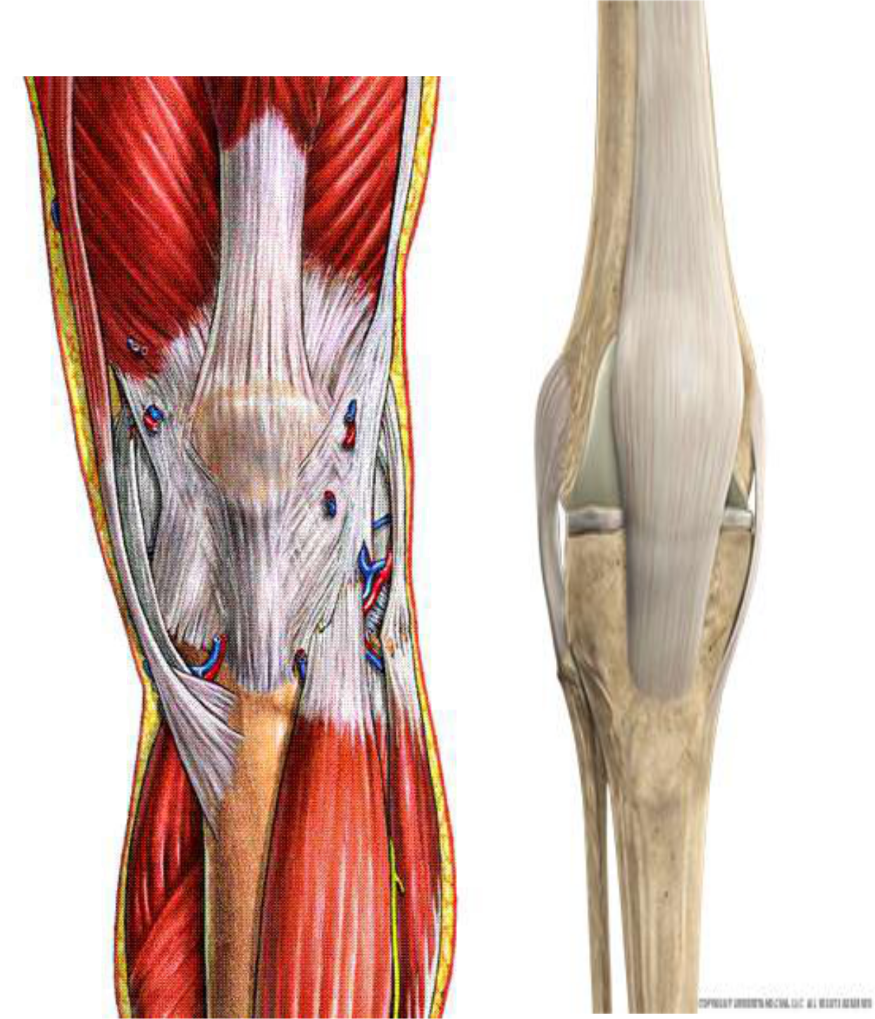 anatomie du genou- les ligaments vantral