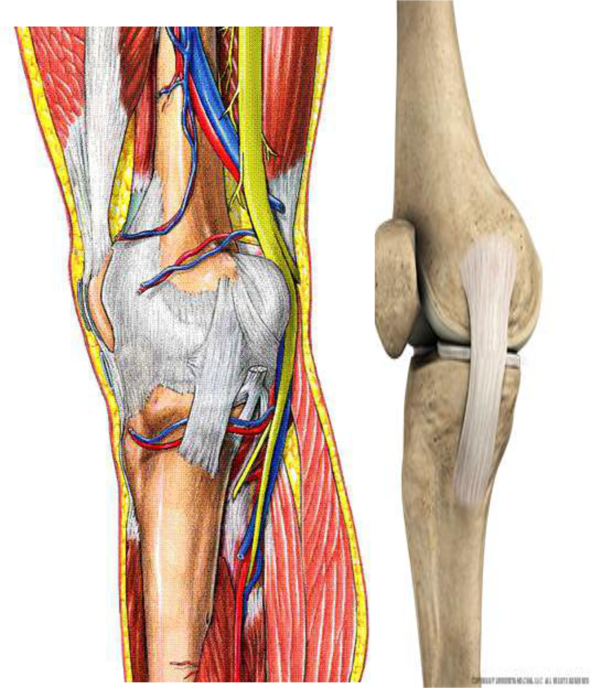 anatomie du genou- les ligaments medial