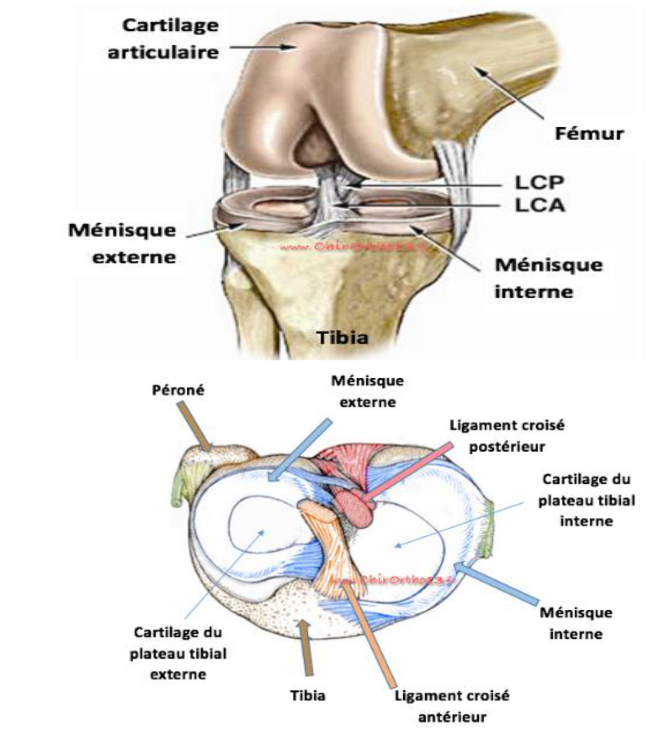 Les ligaments croisées
