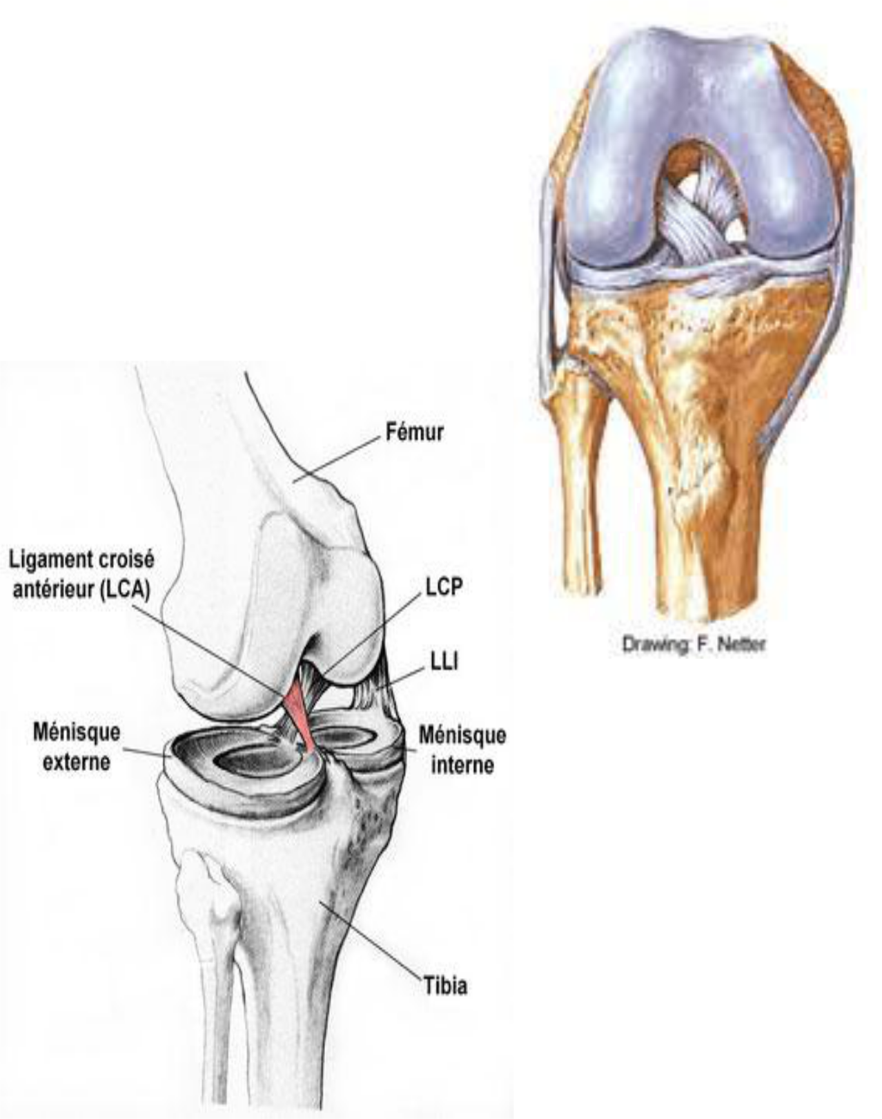 Les ligaments croisées-anatomie du genou
