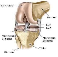 fibrocartilages semi-lunaires