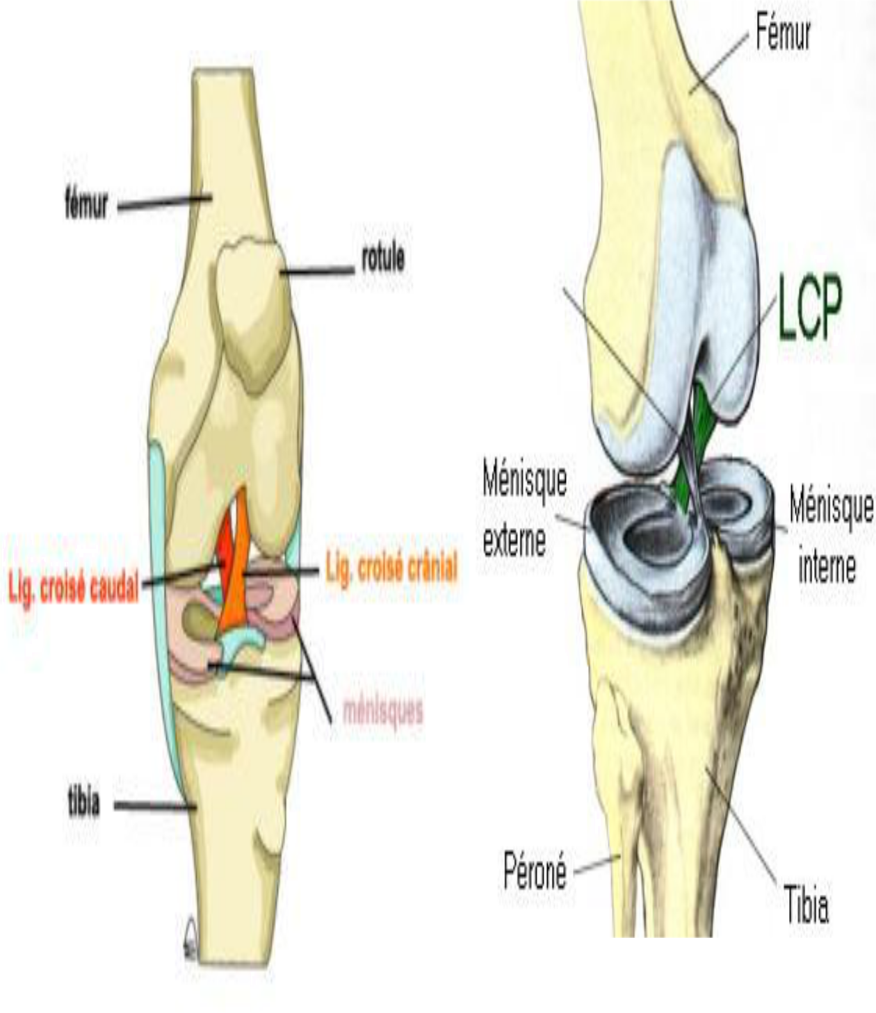 Ligament croisé dorsal