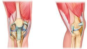 Anatomie Du Genou