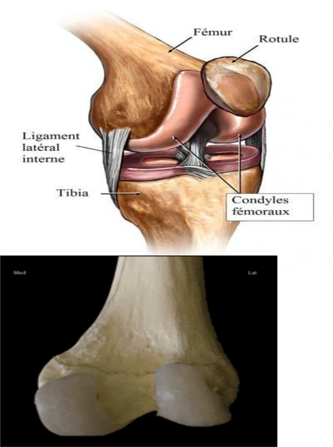 anatomie du genou femur rotule tibia