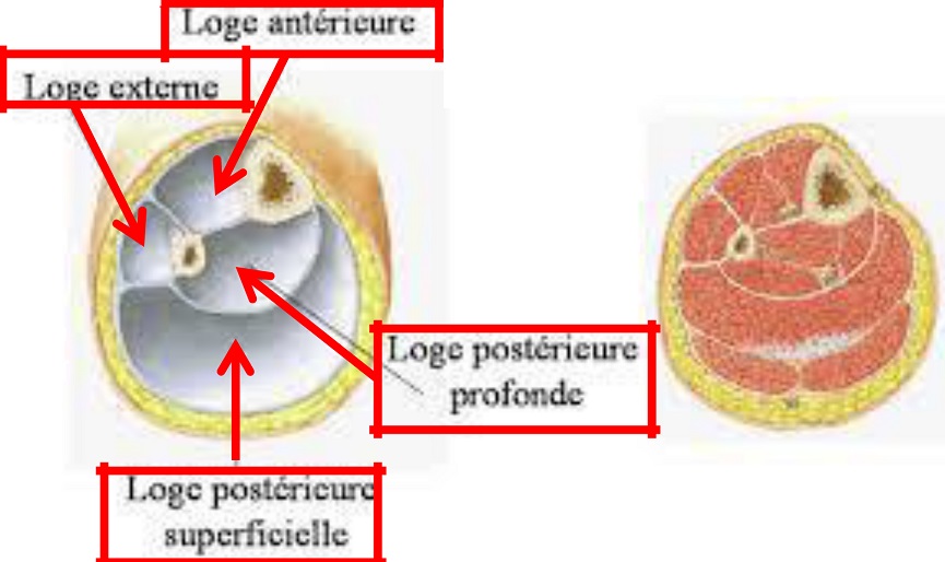 Cours anatomie 1ere année medecine : LES MUSCLES DE LA JAMBE 1 Cours-gratuit-LES MUSCLES DE LA JAMBE