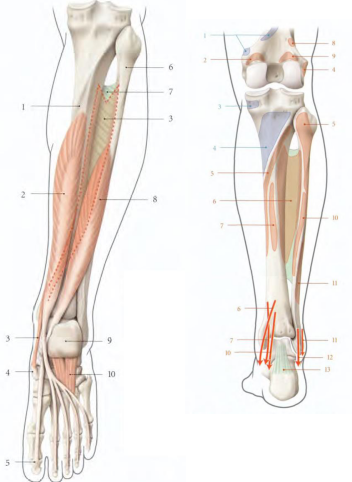 Cours anatomie 1ere année medecine : LES MUSCLES DE LA JAMBE 16 Cours-gratuit-Le muscle long flechisseur de l