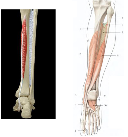 Cours anatomie 1ere année medecine : LES MUSCLES DE LA JAMBE 11 Cours-gratuit-Le muscle long flechisseur des orteils