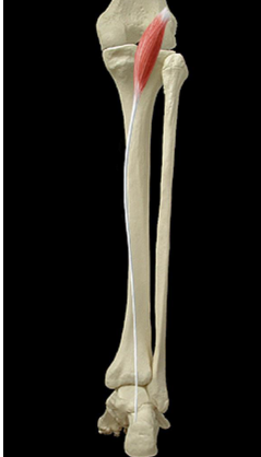 Cours anatomie 1ere année medecine : LES MUSCLES DE LA JAMBE 20 Cours-gratuit-Le muscle plantaire