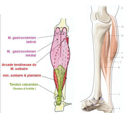 Cours anatomie 1ere année medecine : LES MUSCLES DE LA JAMBE 17 Cours-gratuit-Le muscle triceps sural