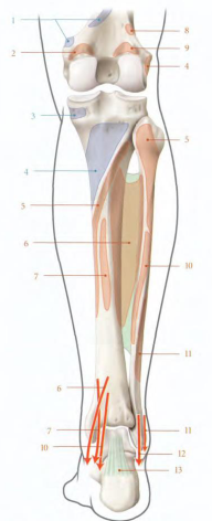 Cours anatomie 1ere année medecine : LES MUSCLES DE LA JAMBE 13 Cours-gratuit-Membrane interosseuse