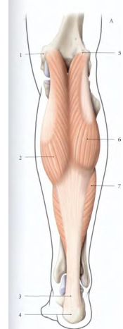 Cours anatomie 1ere année medecine : LES MUSCLES DE LA JAMBE 19 Cours-gratuit-Origine du muscle gastrocnemiens medial et lateral