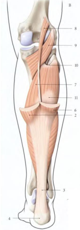 Cours anatomie 1ere année medecine : LES MUSCLES DE LA JAMBE 18 Cours-gratuit-Origine du muscle soleaire