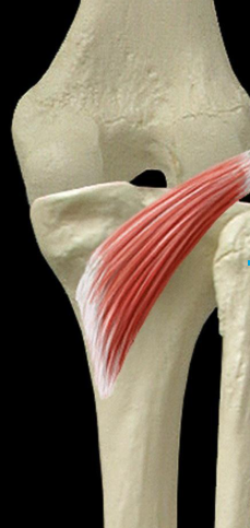 Cours anatomie 1ere année medecine : LES MUSCLES DE LA JAMBE 10 Cours-gratuit-Plan profond Le muscle poplite