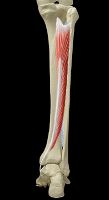 Cours anatomie 1ere année medecine : LES MUSCLES DE LA JAMBE 12 Cours-gratuit-Plan profond Le muscle tibial posterieur
