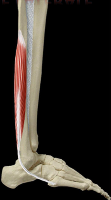 Cours anatomie 1ere année medecine : LES MUSCLES DE LA JAMBE 7 Cours-gratuit-le muscle court fibulaire