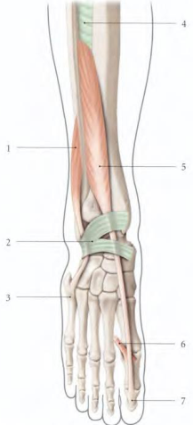 Cours anatomie 1ere année medecine : LES MUSCLES DE LA JAMBE 4 Cours-gratuit-le muscle long extenseur de