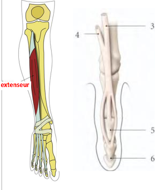 Cours anatomie 1ere année medecine : LES MUSCLES DE LA JAMBE 6 Cours-gratuit-le muscle long extenseur des orteils terminaison