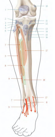 Cours anatomie 1ere année medecine : LES MUSCLES DE LA JAMBE 5 Cours-gratuit-le muscle long extenseur des orteils