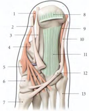 Cours anatomie 1ere année medecine : LES MUSCLES DE LA JAMBE 14 Cours-gratuit-le muscle long fibulaire terminaison Os naviculaire