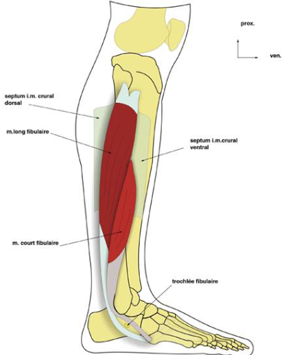 Cours anatomie 1ere année medecine : LES MUSCLES DE LA JAMBE 8 Cours-gratuit-le muscle long fibulaire