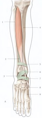 Cours anatomie 1ere année medecine : LES MUSCLES DE LA JAMBE 2 Cours-gratuit-le muscle tibial anterieur 1