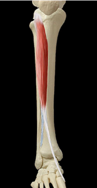 Cours anatomie 1ere année medecine : LES MUSCLES DE LA JAMBE 3 Cours-gratuit-le muscle tibial anterieur